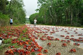 Visitors and newly arrived residents soon become familiar with the conspicuously visible red crabs, robber crabs and blue crabs, but most are not aware that there are many other more cryptic. Christmas Island Red Crab Migration Posts Facebook
