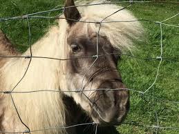 There are hundreds of different commercially made fly sprays available for horse owners. How To Make Homemade Fly Spray For Horses That S All Natural