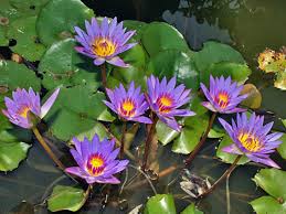 Image result for Nymphaea divaricata