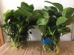 Image result for Astropanax barteri