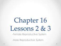 Chapter 16 Lessons 2 3 Female Reproductive System Male Reproductive System Ppt Download