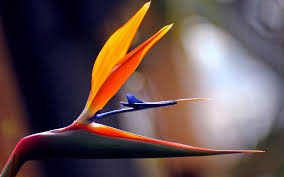 Tropical Birds Of Paradise Wallpaper Bird Of Paradise Flower Paradise Wallpaper Birds Of Paradise Flower Birds Of Paradise