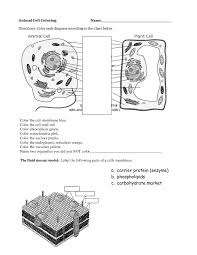 Animal cell coloring answer key. Number 14 Worksheet For Preschool Template Library