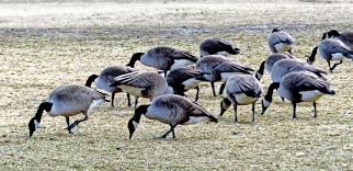 To be human is to be part of nature. The Canada Goose Is It Too Much Of A Good Thing The Riverdale Press Riverdalepress Com