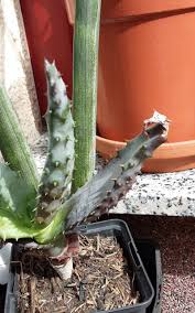 Image result for Aloe aculeata × ortholopha