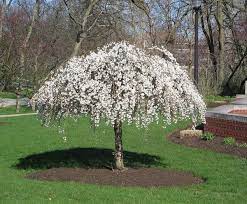 Check spelling or type a new query. Sh Snow Fountains Weeping Cherry Landscaping Trees Weeping Mulberry Tree Weeping Cherry Tree