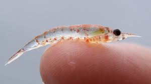 Why krill is the most important Antarctic animal you'll never see - Swoop  Antarctica Blog