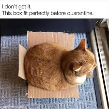 This picture funny cat memes clean google search liv s loves is taken from : Cats And The Coronavirus Quarantine Memes On The Web Cat In The Box Llc