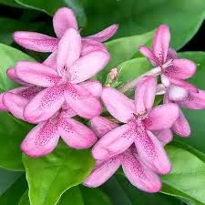 Image result for Ruspolia seticalyx