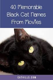 40 Memorable Black Cat Names From Movies Cute Cat Names Cat Names Names For Black Cats