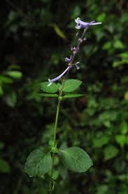 Image result for Platostoma