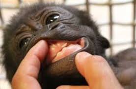 Image result for gorilla teeth