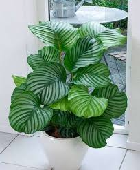 << plante verte et blanche. Plantes Vertes Interieur Faciles A Entretenir Selection De 20 Especes