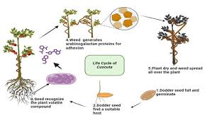 Image result for Cuscuta