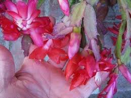 The christmas cactus's scientific name is schlumbergera. Christmas Cacti Care Dave S Garden