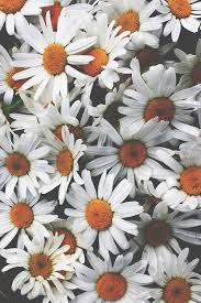 He Will Bring Me White Daisies For No Particular Reason Because They Are My Favorite Iphone Wallpaper Best Iphone Wallpapers Cute Wallpapers