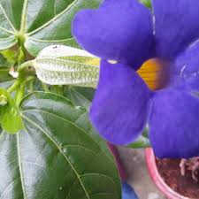 Image result for Thunbergia battiscombei