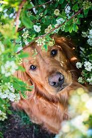 What Kind Of Pet Is Right For You Animal Photography Dog Photoshoot Dog Photography