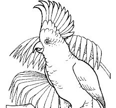 Printable coloring and activity pages are one way to keep the kids happy (or at least occupie. Cockatoo Coloring Page Coloringcrew Com