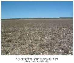 Image result for Salsola rabieana