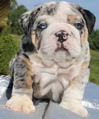 A bulldog remote car starter costs $49.95 at amazon with listed price at $59.95. Green And Blue Eyed English Bulldog Puppy Bulldog Puppies English Bulldog Puppies English Bulldog Puppy