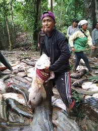 Ketika rawai diserbu ikan tapah #239 music di video : Warga Panen Ratusan Ikan Yang Besar Di Nanga Sungai