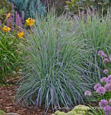 Image result for Schizachyrium