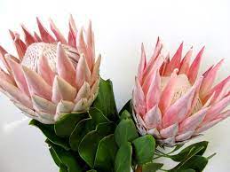 Pin On Types Of Flowers