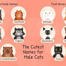 If those ideas don't spark quite the right moniker, don't worry. 48 Cute Names For Male Cats