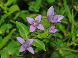 Image result for Gentianaceae