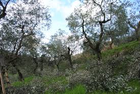 Check spelling or type a new query. Pruning Our Tuscan Olive Trees Notes From A Tuscan Olive Grove