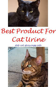 Cat Repellent Cat Urine Stain And Odor Removal Stop Cat Urinating Anti Spray For Cats Cat Peeing On Bed Dogs Cat Pe Male Cat Spraying Cat Spray Cat Pee Smell