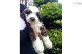 These gorgeous pups were born on the 21st of november. Pup Pup Saint Berdoodle St Berdoodle Puppy For Sale Near Portland Oregon E5798482 1161