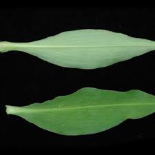 Image result for Commelina zambesica