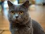 British Shorthair - Wikipedia