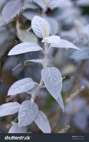 Image result for Barleria albostellata