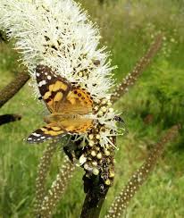 Image result for Astripomoea grantii