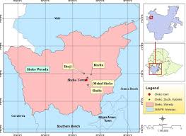 Image result for Phyllanthus pseudoniruri