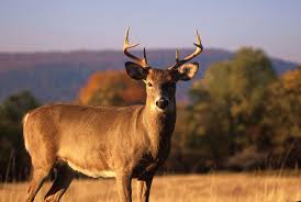 Disease Found In White Tailed Deer In West Virginia Wboy Com