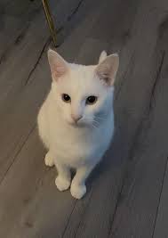 Edit: FOUND! Thank you for sharing everyone. Hiya, my kitten didn't come  home last night, it's the longest he has been out and we are worried about  him. Lives