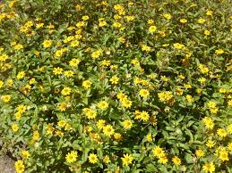 Image result for foto Vitálka