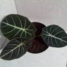 Jual Tanaman Hias Keladi Alocasia Black Velvet Kab Bogor Rsp Bibit Flora Tokopedia