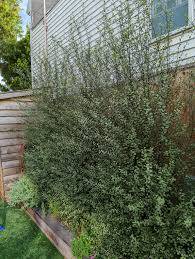 Image result for Pittosporum