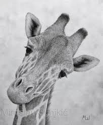Pencil Drawings Gallery 2015 Pencil Drawings Of Nature Giraffe Drawing Nature Sketches Pencil