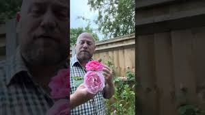 Personal review of climbing rose “ Constance Spry” from  ‪@david_austin_roses‬ #gardenerben ￼