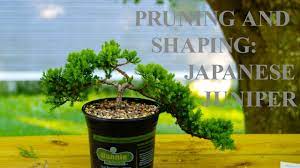 Its lookin pretty good, maybe a little lighter shade of green than when i bought it. 12 Pruning And Shaping Japanese Juniper Youtube