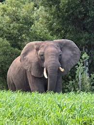 Knysna's Last Elephant: Oupoot Spotted After Years! MUST SEE!