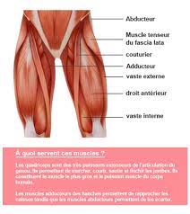 Les muscles de la cuisse 1. Renforcement Adducteurs Abducteurs Trop Souvent Oublie Lepape Info