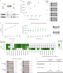 Erkrankung verlief bei eineiigen zwillingen sehr. Crispr Cas12 Based Detection Of Sars Cov 2 Nature Biotechnology