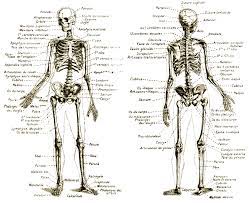 Pour les articles homonymes, voir corps et humain. Le Squelette Les Os Constitution Composition Chimique Structure Du Tissu Osseux Formation Processu Anatomie Du Corps Humain Squelette Humain Anatomie Du Corps
